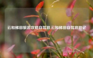 云和梯田旅游攻略自驾游,云和梯田自驾游游记